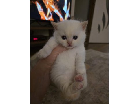 Munckin cüce kedi arayanlara