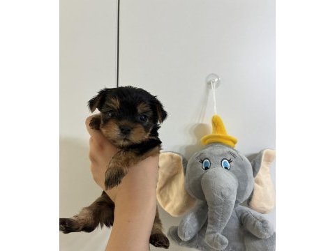 Yorkshire terrier bebek köpeklerimiz
