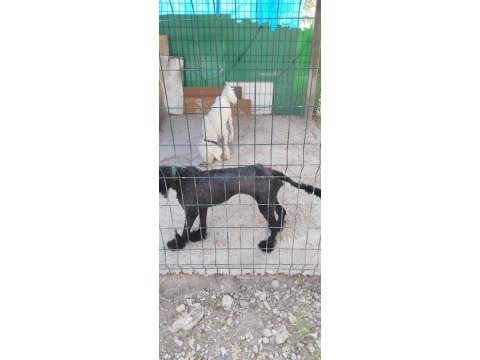 Standart poodle 2,5 yaşında