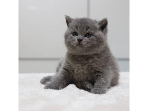 British shorthair yavruları
