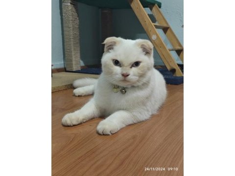 Scottish fold blue kedimiz
