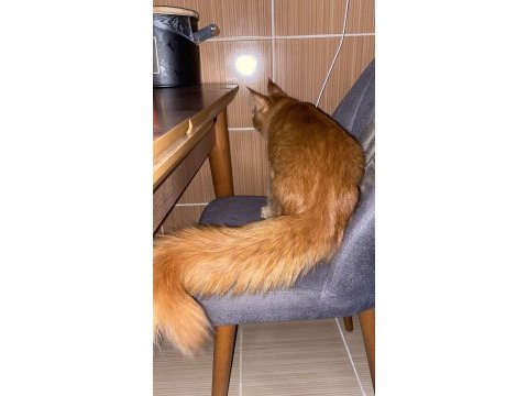 Tatlı maine coon kedimiz