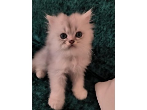 British longhair erkek yeni evini arıyor