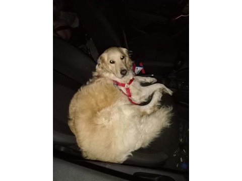 Ömürlük yuva golden retriever