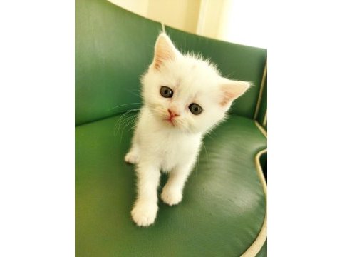 Sağlıklı british shorthair yavrular