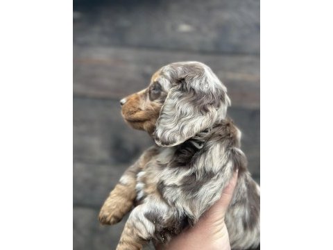 Dachshund bebekler tüm güzelliğiyle