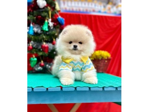 Safkan pomeranian boo yavrularımız