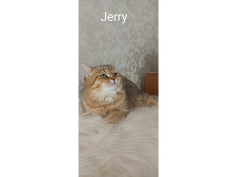 Full şecereli safkan british shorthair yavrularımız