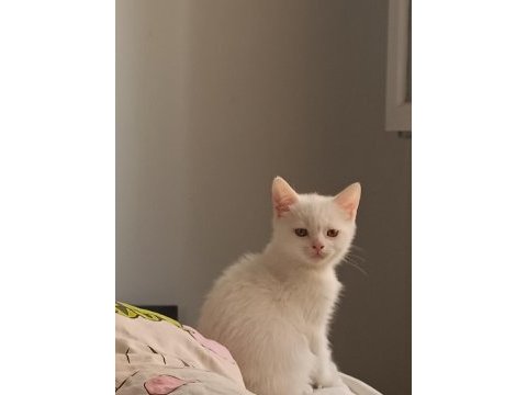 Sevimli iki bacı kedimiz