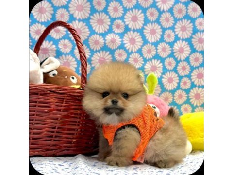Safkan pomeranian yavrular