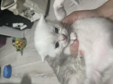 Scottish fold yavrular