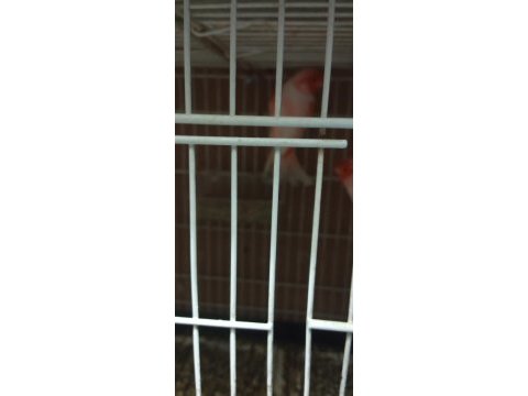 Satılık kanaryalar için ulaşın