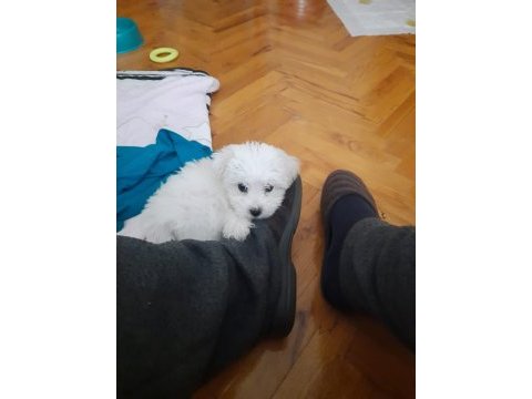 5 aylık dişi maltese terrier