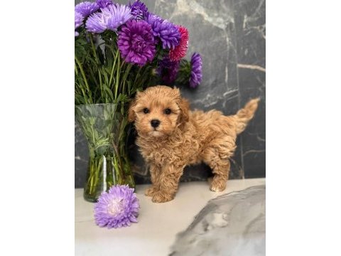 Kore kilo garantili yavru maltipoo