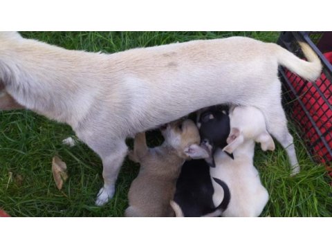 Chihuahua yavrularımız ücretli sahiplendirilecektir