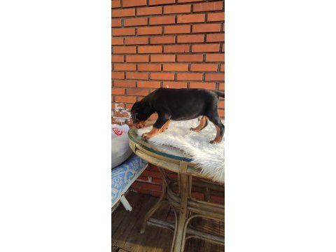 Irkının üst düzey temsilcileri bizde doberman