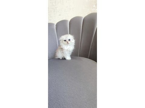 Scottish fold prenses