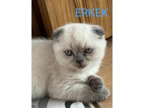 2 aylık scottish bluepoint shorthair yavrular