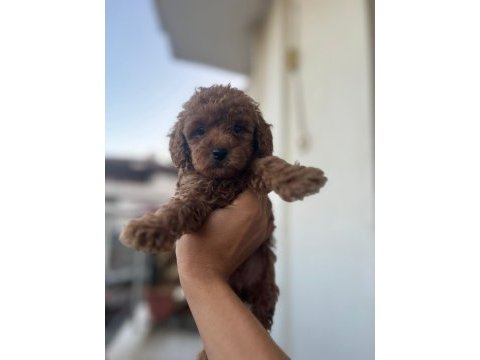 Toy poodle çikolata köpeklerim