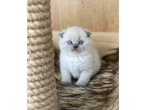 Scottish fold blue point yavrularım 
