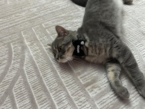 British shorthair kedimizi ücretsiz sahiplendirme