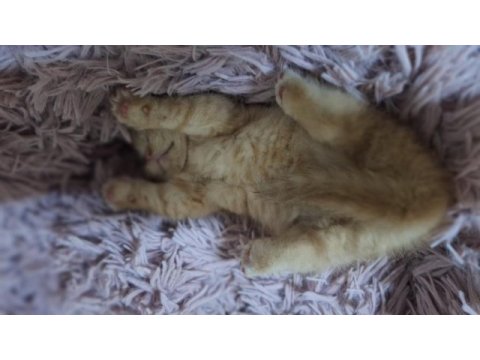 2 bucuk aylık scottish fold