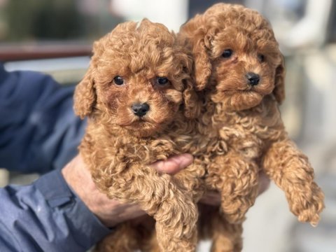 Ankaranın en seçkin toy poodle yavruları