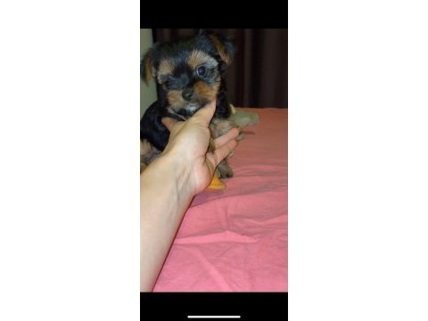Yorkshire terrier yavruları