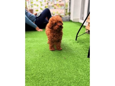 Toy poodle bebekler