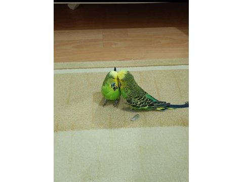 Çift şov jumbo muhabbet kuşları