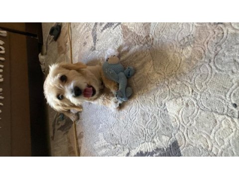 Terrier kırması kızımıza eşlemek için erkek arıyoruz