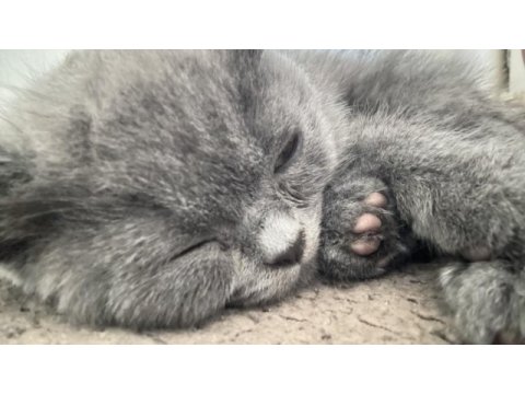 Yavru british shorthair