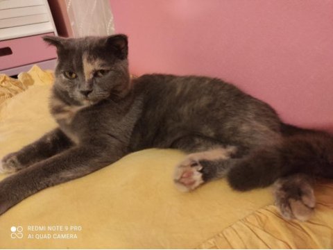 Uygun puanlı scottish fold sahiplendirme ilanıdır