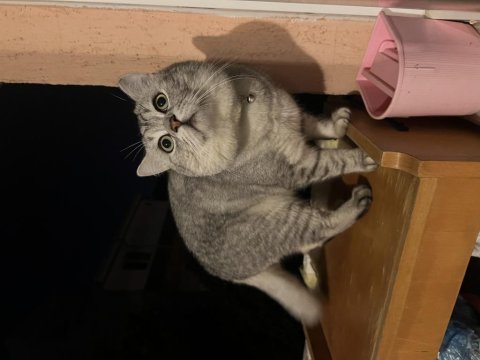 2 yaşındaki oğluma güvenilir bir yuva arıyoruz