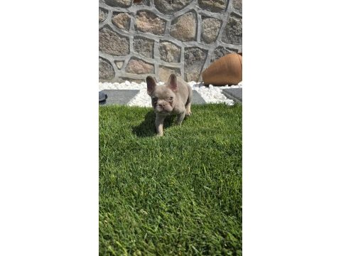 Yeşil göz izabella erkek efsane french bulldog