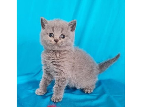 Scottish fold yavrular sahibinden