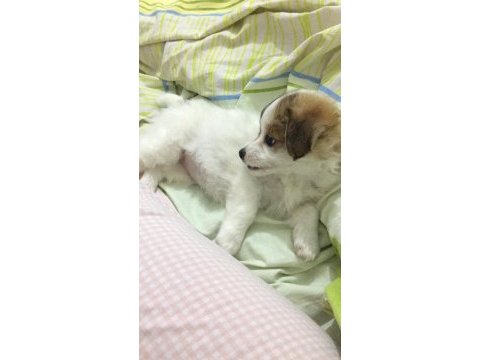 Yavru morkie
