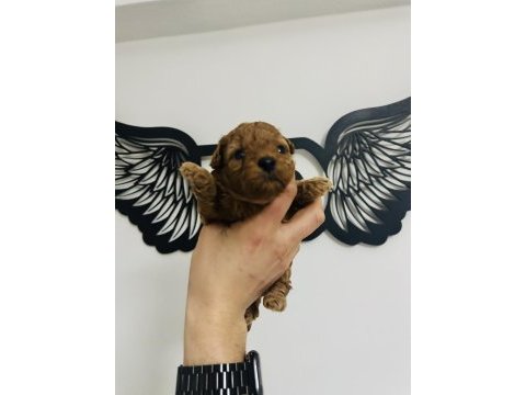 Red toy poodle bebeklerimiz mükemmel ötesi.