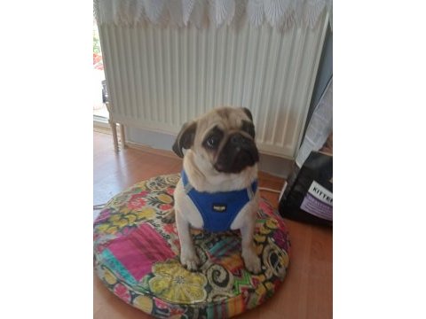 Eğitimli pug