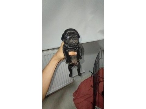 Siyah pug yavrumuz