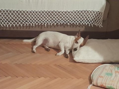 Sevimli ve uysal jack russell