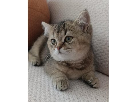 Yakışıklı yavru british shorthair