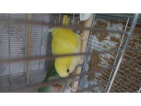 Sarı beyaz ve yeşil monklar 4 aylık full evcil