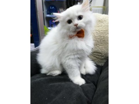 British longhair erkek beyaz yavru