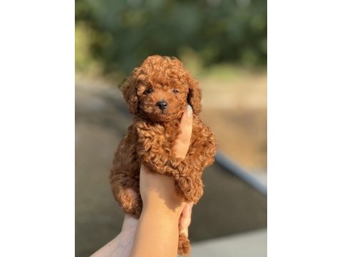 Kuyruksuz aşılı poodle
