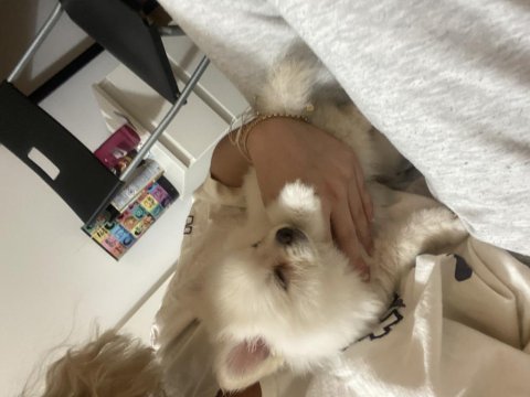 1.5 aylık pomeranian yavruları