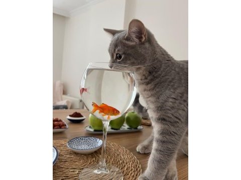 Pişu british shorthair kızımız