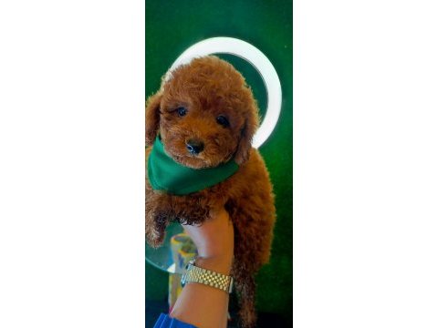 Kore poodle erkek dişi köpekler