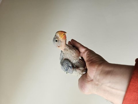 25 gunluk el besleme alexander papağanı bebekler