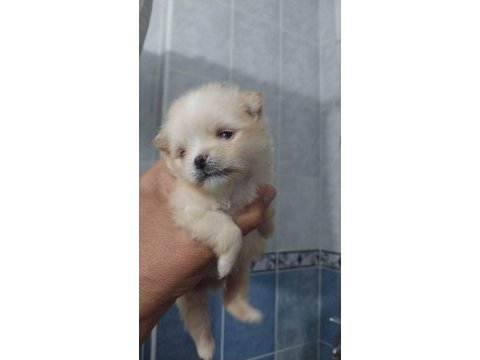 Orjinal anne baba altından 2 aylık pomeranian boo lar